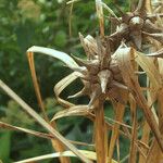 Carex grayi Fruit