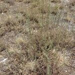 Artemisia alba Hábito