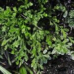 Asplenium x alternifolium 形態