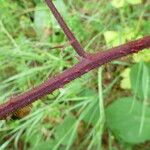 Rubus nigricans ᱮᱴᱟᱜ