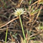 Cyperus niveus Λουλούδι