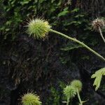 Geum roylei Hábito