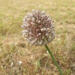 Allium polyanthum ফুল