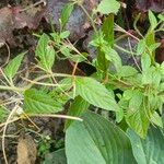 Epilobium roseum Lehti