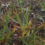 Carex uncinioides 整株植物