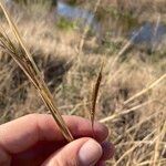 Dichanthium aristatum Flors