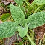 Stachys germanica पत्ता