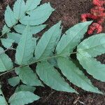 Cojoba catenata Hoja