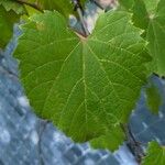 Vitis riparia Folha