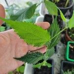 Celtis australisHostoa