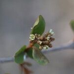 Psorospermum febrifugum Blüte