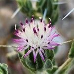 Centaurea bruguieriana Kvet