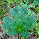 Heracleum maximum Leaf