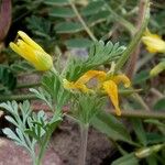 Hypecoum procumbens Flower