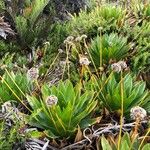 Paepalanthus alpinus Flower