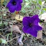 Ipomoea capillacea Flor