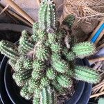 Chamaecereus silvestrii Blatt