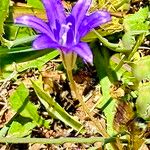 Brodiaea terrestris