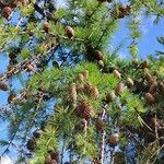 Larix decidua পাতা