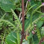Pedicularis verticillata Кора