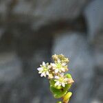 Polycarpon polycarpoides Fula