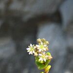 Polycarpon polycarpoides Flower