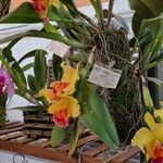 Cattleya spp. Leaf