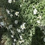 Cerastium tomentosum Цветок
