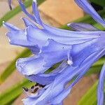 Agapanthus praecox Кветка