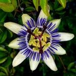 Passiflora caeruleaÇiçek