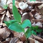 Epipactis leptochila Leaf