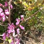 Cercis siliquastrum Кветка