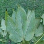 Sterculia apetala Leaf