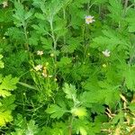 Cosmos parviflorus Habitus