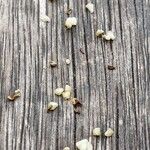 Oenothera biennis Other