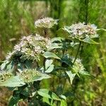 Pycnanthemum incanum Leaf