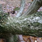 Quercus pontica Écorce