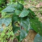 Planchonella roseoloba Habit