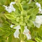 Ocimum basilicum Flower