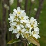 Amelanchier × spicata