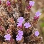 Verbena brasiliensis ফুল