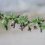 Ribes roezlii Habit