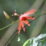 Passiflora quadriglandulosa Цвят