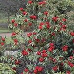 Rhododendron barbatum Hábito