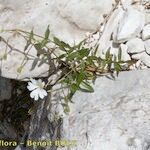 Cerastium carinthiacum Elinympäristö