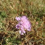 Scabiosa canescens फूल