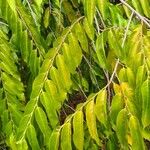 Maranthes corymbosa Hoja