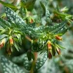 Cerinthe tenuiflora Flor