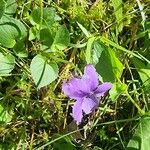 Viola × bavarica Blomst