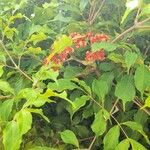 Leea guineensis Alkat (teljes növény)
